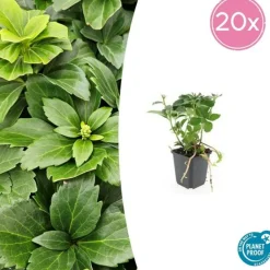 La Green Touch - Millepertuis inodore 'beauty' x12 – entre 0,75 et 1m2
