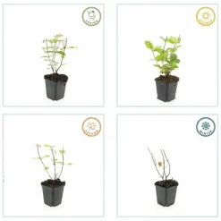 La Green Touch - Millepertuis inodore 'beauty' x12 – entre 0,75 et 1m2
