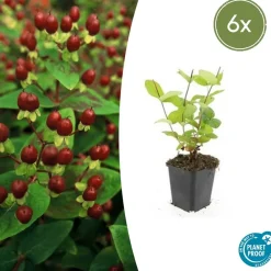 La Green Touch - Millepertuis inodore 'beauty' x6 – entre 0,38 et 0,5m2 Best
