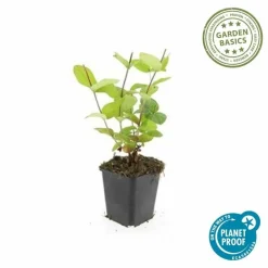 La Green Touch - Millepertuis inodore 'beauty' x6 – entre 0,38 et 0,5m2 Best
