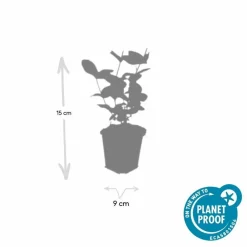 La Green Touch - Millepertuis inodore 'beauty' x6 – entre 0,38 et 0,5m2 Best