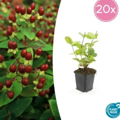 La Green Touch - Millepertuis inodore 'beauty' x6 – entre 0,38 et 0,5m2 Best