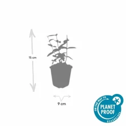 La Green Touch - Millepertuis inodore 'annebel' x6 – entre 0,38 et 0,5m2