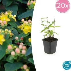 La Green Touch - Millepertuis inodore 'annebel' x6 – entre 0,38 et 0,5m2