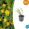 La Green Touch - Millepertuis 'peter dummer' x60 – entre 3,75 et 5m2 Outlet