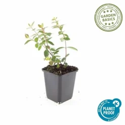 La Green Touch - Millepertuis 'peter dummer' x60 – entre 3,75 et 5m2 Outlet