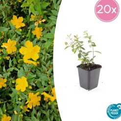 La Green Touch - Millepertuis 'peter dummer' x20 – entre 1,25 et 1,67m2 Discount