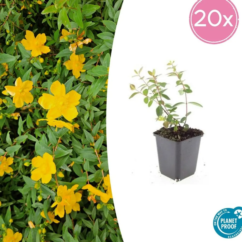 La Green Touch - Millepertuis 'peter dummer' x20 – entre 1,25 et 1,67m2 Discount
