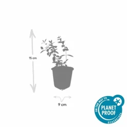 La Green Touch - Millepertuis 'peter dummer' x20 – entre 1,25 et 1,67m2 Discount