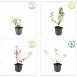 La Green Touch - Millepertuis 'peter dummer' x20 – entre 1,25 et 1,67m2 Discount