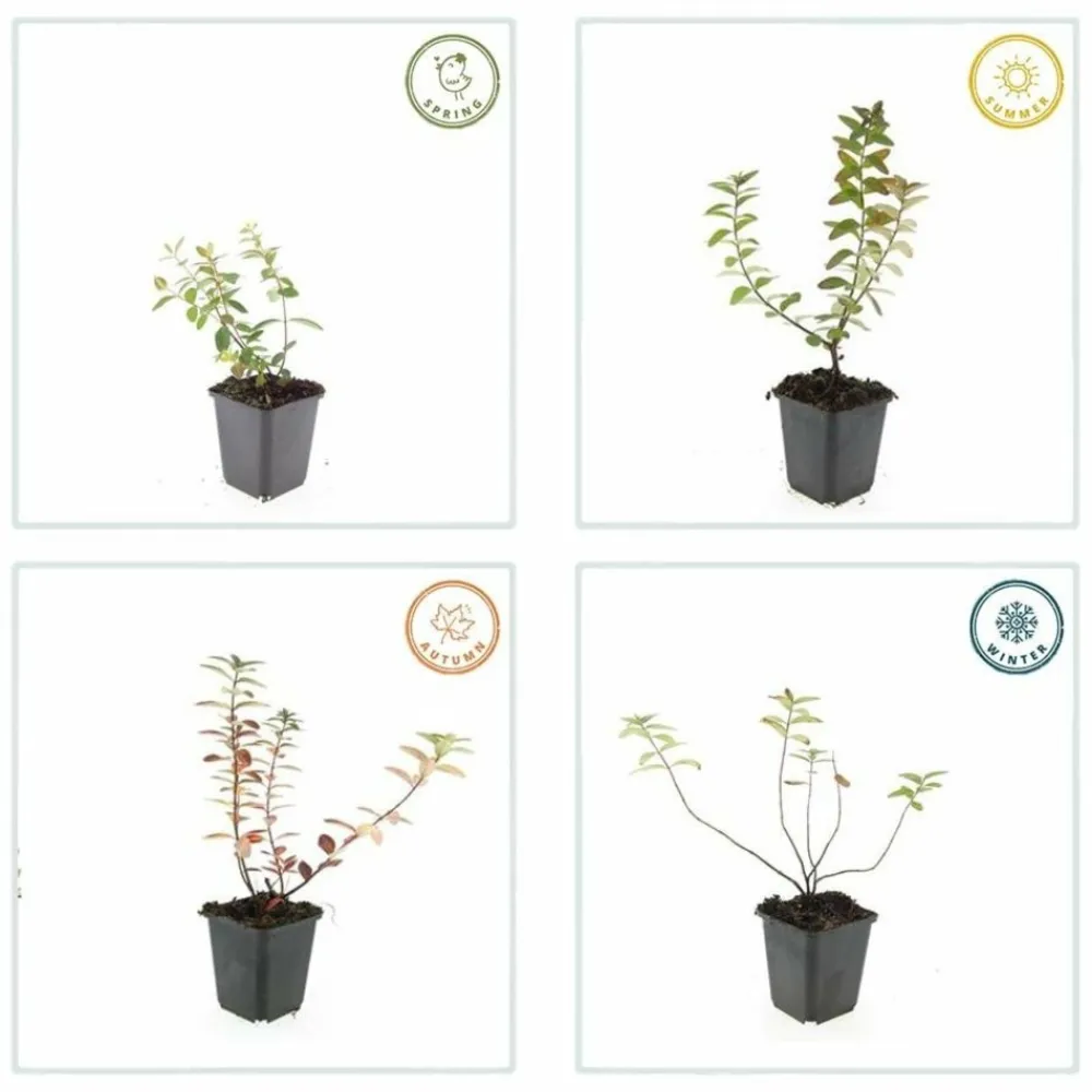 La Green Touch - Millepertuis 'peter dummer' x20 – entre 1,25 et 1,67m2 Discount