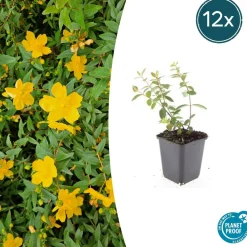 La Green Touch - Millepertuis 'peter dummer' x20 – entre 1,25 et 1,67m2 Discount