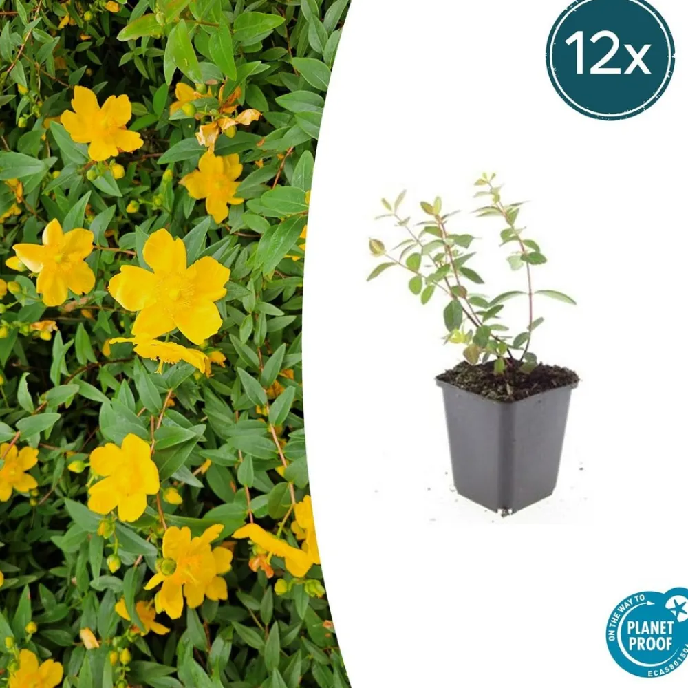 La Green Touch - Millepertuis 'peter dummer' x20 – entre 1,25 et 1,67m2 Discount