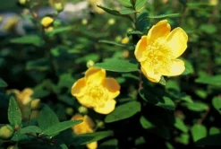 La Green Touch Plantes Vivaces | - Millepertuis 'peter dummer' x12 – entre 0,75 et 1m2