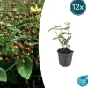 La Green Touch - Millepertuis 'rheingold' x12 – entre 0,75 et 1m2