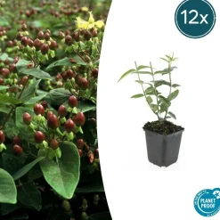 La Green Touch - Millepertuis 'rheingold' x12 – entre 0,75 et 1m2