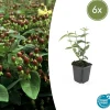 La Green Touch - Millepertuis 'rheingold' x6 – entre 0,38 et 0,5m2 Clearance