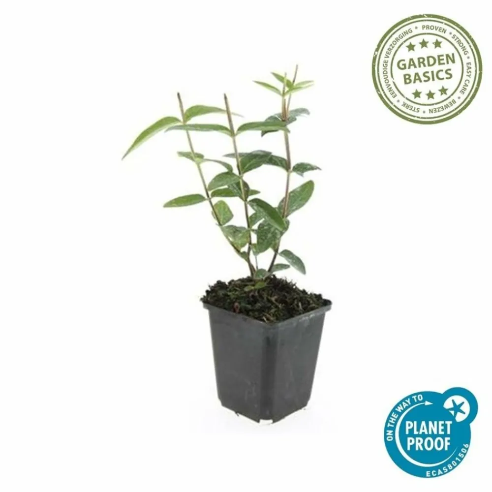 La Green Touch - Millepertuis 'rheingold' x6 – entre 0,38 et 0,5m2 Clearance