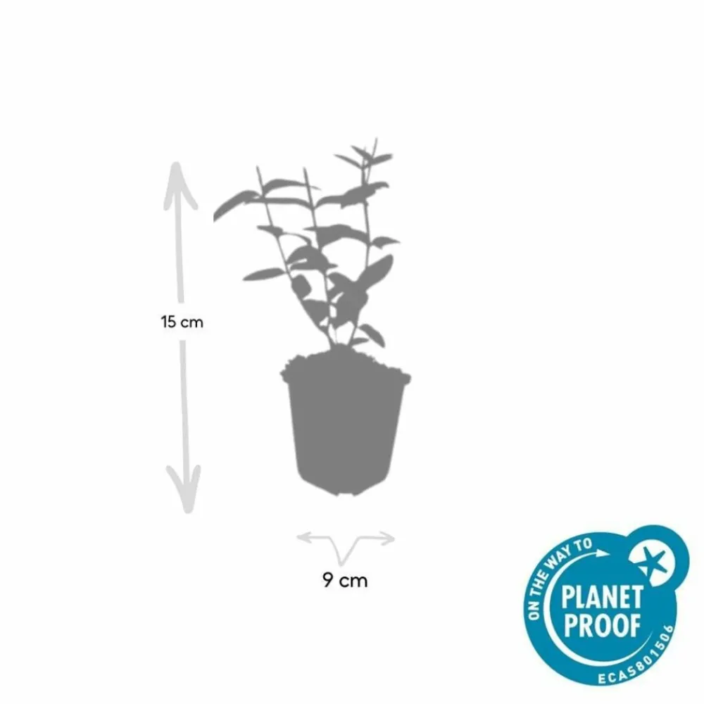 La Green Touch - Millepertuis 'rheingold' x6 – entre 0,38 et 0,5m2 Clearance