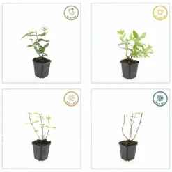 La Green Touch - Millepertuis 'rheingold' x6 – entre 0,38 et 0,5m2 Clearance