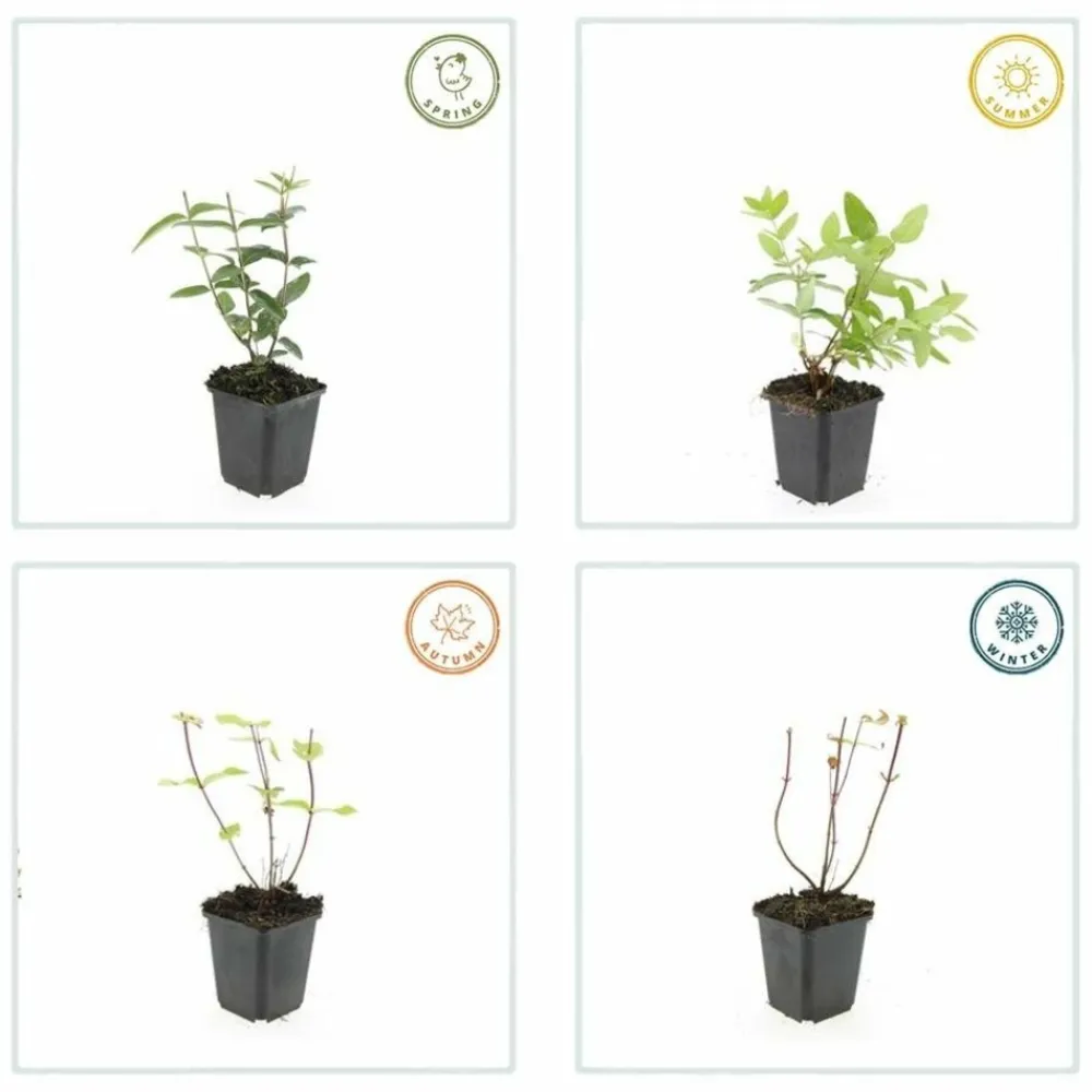 La Green Touch - Millepertuis 'rheingold' x6 – entre 0,38 et 0,5m2 Clearance