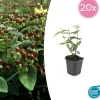 La Green Touch - Millepertuis 'rheingold' x20 – entre 1,25 et 1,67m2 Best