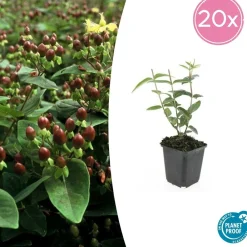 La Green Touch - Millepertuis 'rheingold' x20 – entre 1,25 et 1,67m2 Best