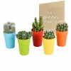 La Green Touch Cactus Et Plantes Grasses | - Mix de 15 cactus et succulentes et leurs caches-pots colorés h13cm