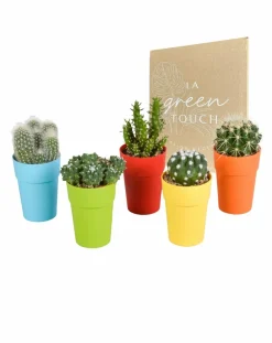 La Green Touch Cactus Et Plantes Grasses | - Mix de 15 cactus et succulentes et leurs caches-pots colorés h13cm