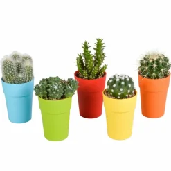 La Green Touch Cactus Et Plantes Grasses | - Mix de 15 cactus et succulentes et leurs caches-pots colorés h13cm