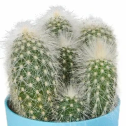 La Green Touch Cactus Et Plantes Grasses | - Mix de 15 cactus et succulentes et leurs caches-pots colorés h13cm