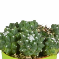 La Green Touch Cactus Et Plantes Grasses | - Mix de 15 cactus et succulentes et leurs caches-pots colorés h13cm