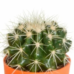 La Green Touch Cactus Et Plantes Grasses | - Mix de 15 cactus et succulentes et leurs caches-pots colorés h13cm