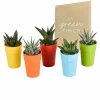La Green Touch - Mix de 5 gasteria et haworthia h16cm New