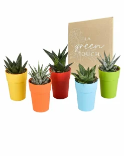 La Green Touch - Mix de 5 gasteria et haworthia h16cm New