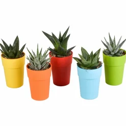 La Green Touch - Mix de 5 gasteria et haworthia h16cm New
