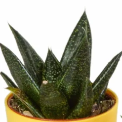 La Green Touch - Mix de 5 gasteria et haworthia h16cm New