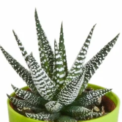 La Green Touch - Mix de 5 gasteria et haworthia h16cm New