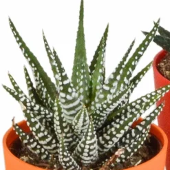 La Green Touch - Mix de 5 gasteria et haworthia h16cm New