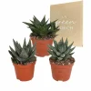 La Green Touch Cactus Et Plantes Grasses | - Mix de 3 gasteria et haworthia h18cm