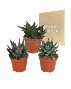 La Green Touch Cactus Et Plantes Grasses | - Mix de 3 gasteria et haworthia h18cm