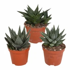 La Green Touch Cactus Et Plantes Grasses | - Mix de 3 gasteria et haworthia h18cm