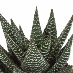 La Green Touch Cactus Et Plantes Grasses | - Mix de 3 gasteria et haworthia h18cm