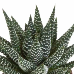 La Green Touch Cactus Et Plantes Grasses | - Mix de 3 gasteria et haworthia h18cm