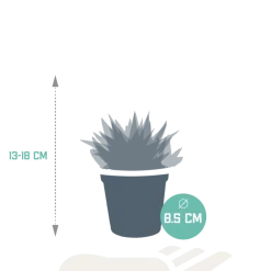 La Green Touch Cactus Et Plantes Grasses | - Mix de 3 gasteria et haworthia h18cm