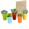 La Green Touch - Mix de 5 succulentes et leurs caches-pots colorés h16cm Hot