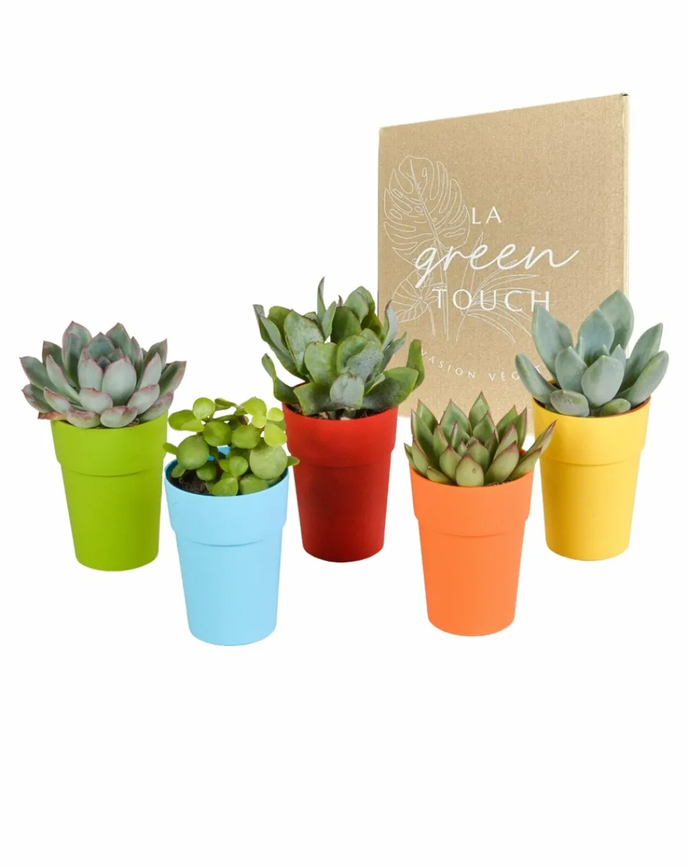 La Green Touch - Mix de 5 succulentes et leurs caches-pots colorés h16cm Hot