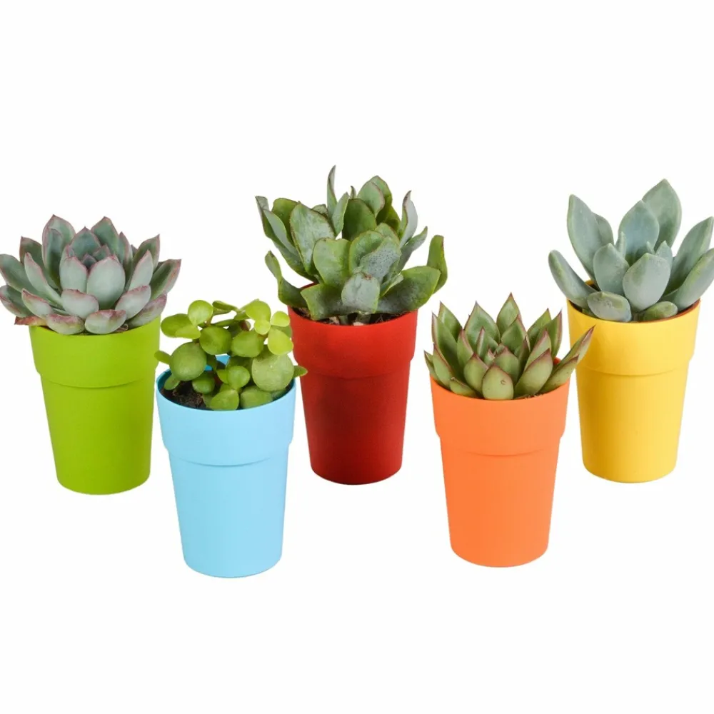 La Green Touch - Mix de 5 succulentes et leurs caches-pots colorés h16cm Hot