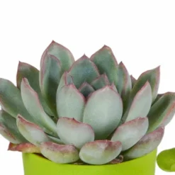 La Green Touch - Mix de 5 succulentes et leurs caches-pots colorés h16cm Hot