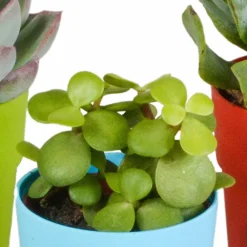 La Green Touch - Mix de 5 succulentes et leurs caches-pots colorés h16cm Hot